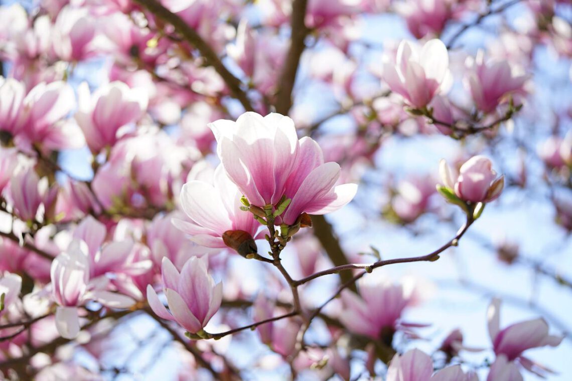 Susan magnolia – charakterystyka, zasady uprawy