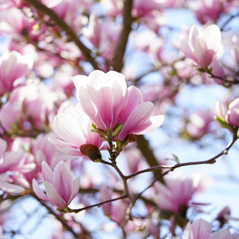 Susan magnolia – charakterystyka, zasady uprawy